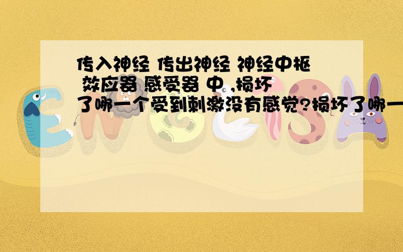 传入神经 传出神经 神经中枢 效应器 感受器 中 ,损坏了哪一个受到刺激没有感觉?损坏了哪一个受到刺激无反应?