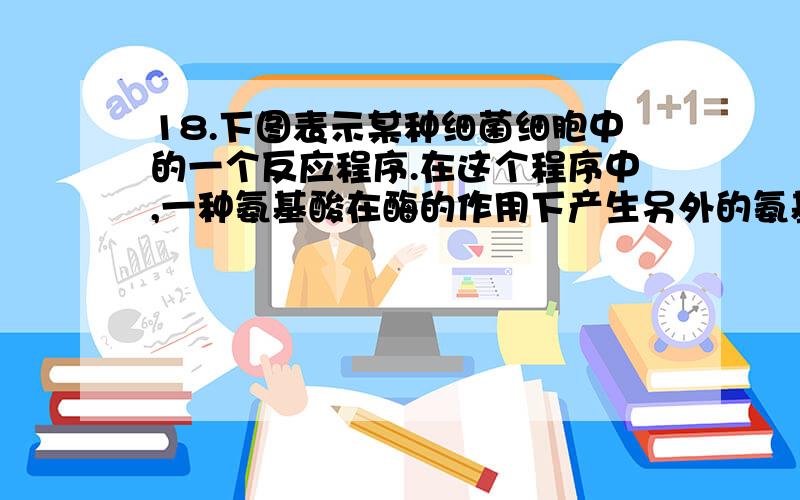 18.下图表示某种细菌细胞中的一个反应程序.在这个程序中,一种氨基酸在酶的作用下产生另外的氨基酸.V W Y1 2 4 6X Z3 56代表不同的氨基酸(对生命都是必需的),Z代表不同的酶.细菌的原始种只要