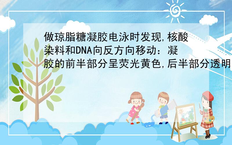 做琼脂糖凝胶电泳时发现,核酸染料和DNA向反方向移动：凝胶的前半部分呈荧光黄色,后半部分透明,why?最近在做琼脂糖凝胶电泳时发现,核酸染料和DNA向反方向移动：凝胶的前半部分呈荧光黄