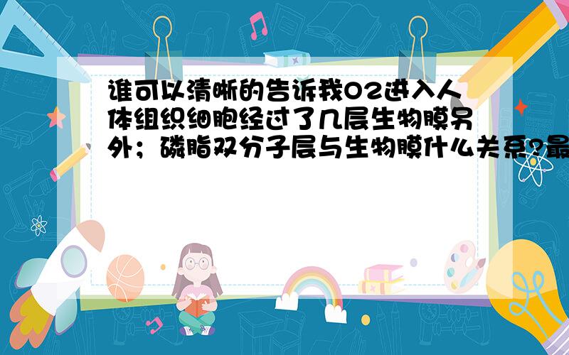 谁可以清晰的告诉我O2进入人体组织细胞经过了几层生物膜另外；磷脂双分子层与生物膜什么关系?最好用图,可能比较清晰.就我想知道氧气由肺泡之后到那?怎样到毛细血管单层膜,等了.越明