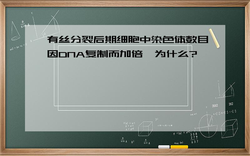 有丝分裂后期细胞中染色体数目因DNA复制而加倍,为什么?