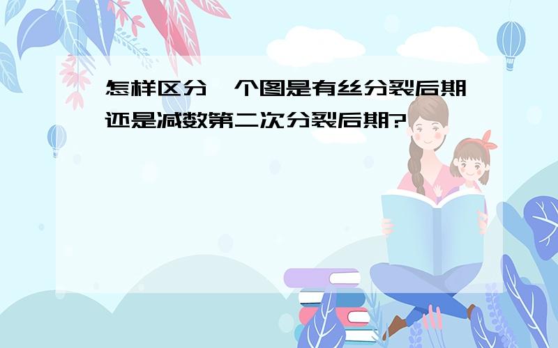 怎样区分一个图是有丝分裂后期还是减数第二次分裂后期?