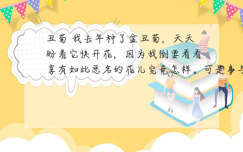 丑菊 我去年种了盆丑菊，天天盼着它快开花，因为我倒要看看享有如此恶名的花儿究竟怎样。可是事与愿违，它偏偏跟我过不去，懒洋洋地睡大觉，连花的影子都没有。我气得真想把它拔了