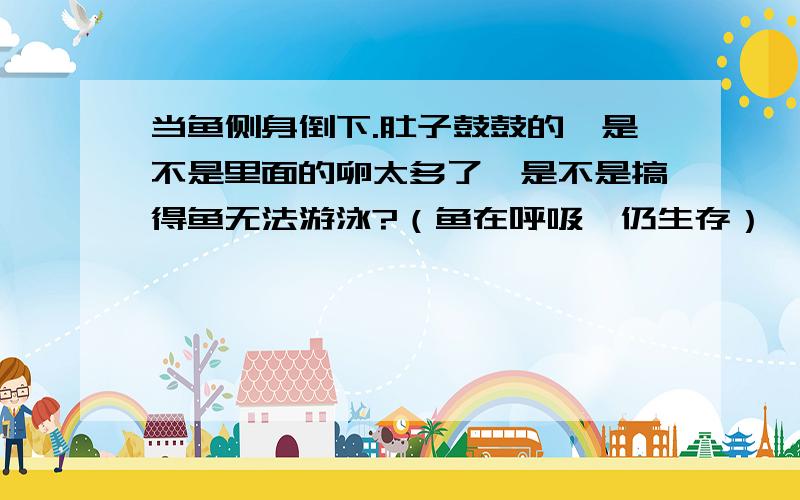 当鱼侧身倒下.肚子鼓鼓的,是不是里面的卵太多了,是不是搞得鱼无法游泳?（鱼在呼吸,仍生存）,那要如使鱼下卵?