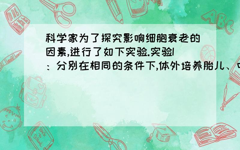 科学家为了探究影响细胞衰老的因素,进行了如下实验.实验I：分别在相同的条件下,体外培养胎儿、中年人和老年人的肺成纤维细胞,结果如下表：细胞来源胎儿中年人老年人增殖代数50204实验