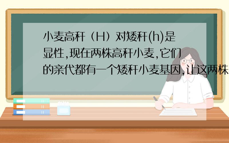 小麦高秆（H）对矮秆(h)是显性,现在两株高秆小麦,它们的亲代都有一个矮秆小麦基因,让这两株小麦杂交,在F2中出现隐性纯合体的几率是（ ）A、1/9 B、 2/9 C、3/9 D、4/9在两对相对性状独立遗传