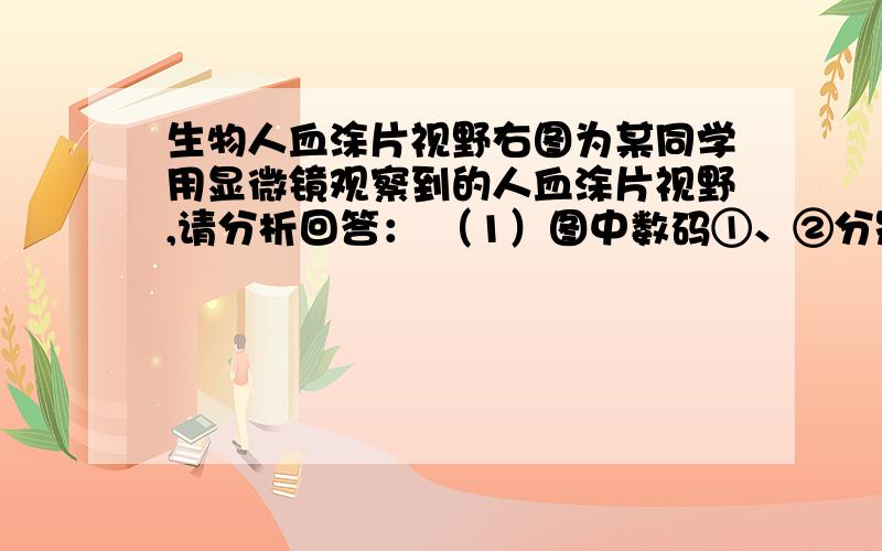 生物人血涂片视野右图为某同学用显微镜观察到的人血涂片视野,请分析回答： （1）图中数码①、②分别指的是血液中的＿＿＿和 ＿＿＿.（2_血友病患者受伤后流血不止,这主要与血液中 ［