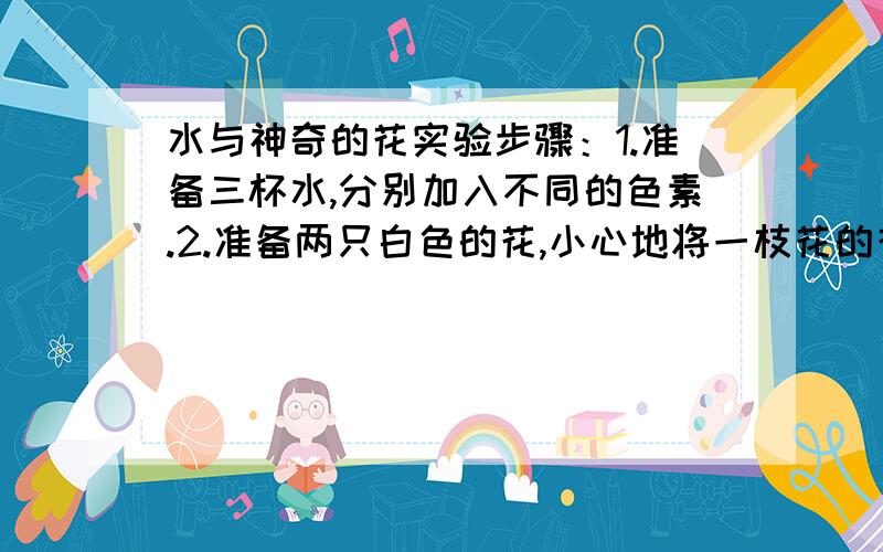 水与神奇的花实验步骤：1.准备三杯水,分别加入不同的色素.2.准备两只白色的花,小心地将一枝花的花茎剪开到花头下,把另一枝花的茎根修齐.3.把剪开花茎的花的两根茎分别放到两个装有不