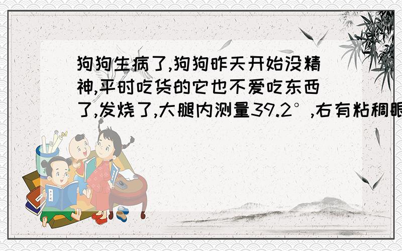 狗狗生病了,狗狗昨天开始没精神,平时吃货的它也不爱吃东西了,发烧了,大腿内测量39.2°,右有粘稠眼屎还有点发红,便便有点稀但还没完全成糊状.昨晚给他喂了999小儿感冒冲剂,还有抗病毒口