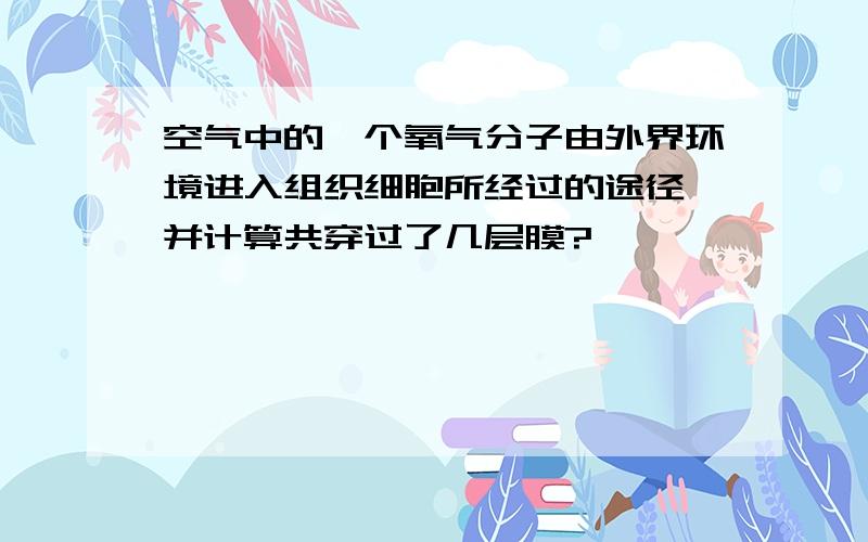 空气中的一个氧气分子由外界环境进入组织细胞所经过的途径,并计算共穿过了几层膜?、、