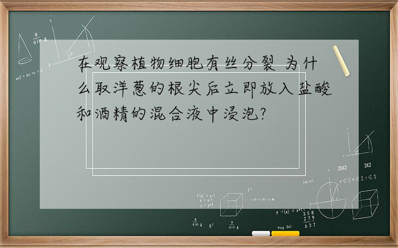 在观察植物细胞有丝分裂 为什么取洋葱的根尖后立即放入盐酸和酒精的混合液中浸泡?