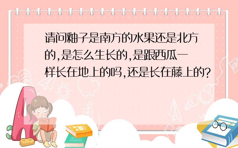 请问釉子是南方的水果还是北方的,是怎么生长的,是跟西瓜一样长在地上的吗,还是长在藤上的?