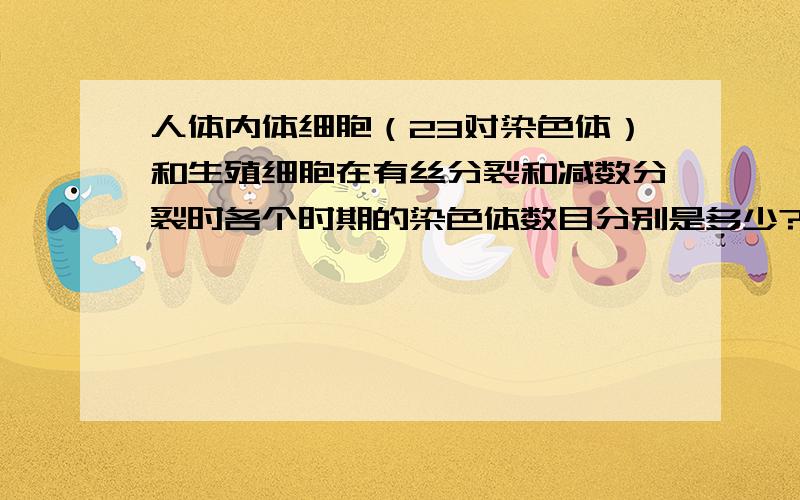 人体内体细胞（23对染色体）和生殖细胞在有丝分裂和减数分裂时各个时期的染色体数目分别是多少?