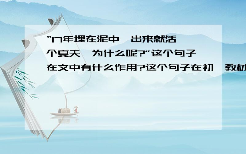 “17年埋在泥中,出来就活一个夏天,为什么呢?”这个句子在文中有什么作用?这个句子在初一教材《短文两篇》中的《禅》中.