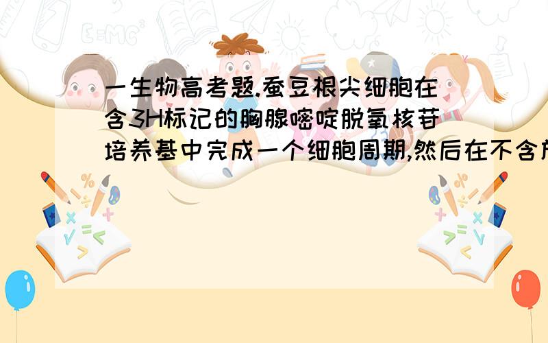 一生物高考题.蚕豆根尖细胞在含3H标记的胸腺嘧啶脱氧核苷培养基中完成一个细胞周期,然后在不含放射性标记的培养基中继续分裂至中期,其染色体的放射性标记分布情况是A.每条染色体的两