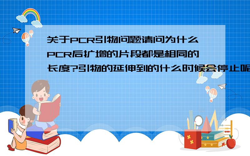 关于PCR引物问题请问为什么PCR后扩增的片段都是相同的长度?引物的延伸到的什么时候会停止呢?