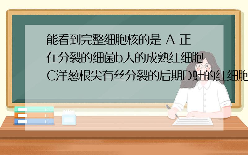 能看到完整细胞核的是 A 正在分裂的细菌b人的成熟红细胞C洋葱根尖有丝分裂的后期D蛙的红细胞的分裂过程