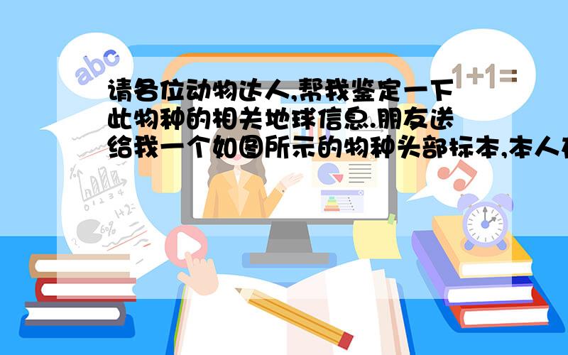 请各位动物达人,帮我鉴定一下此物种的相关地球信息.朋友送给我一个如图所示的物种头部标本,本人在这个方面的知识相当的浅薄,希望得到达人们的帮忙,鉴定一下这个物种在地球上的相关