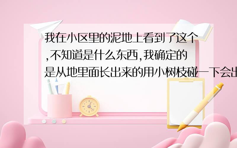 我在小区里的泥地上看到了这个,不知道是什么东西,我确定的是从地里面长出来的用小树枝碰一下会出来好多褐色的烟雾,烟雾很细,这些东西下面有白色的癍,我就是好奇,这是什么,这条道每天