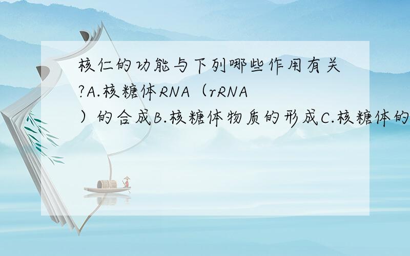 核仁的功能与下列哪些作用有关?A.核糖体RNA（rRNA）的合成B.核糖体物质的形成C.核糖体的建成D.与上述所有作用均有关正确答案是A.求解B、C是什么细胞器完成的?