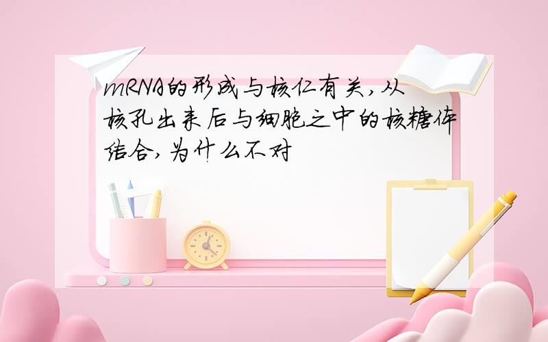 mRNA的形成与核仁有关,从核孔出来后与细胞之中的核糖体结合,为什么不对