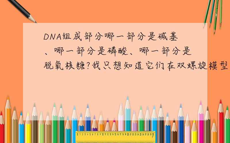 DNA组成部分哪一部分是碱基、哪一部分是磷酸、哪一部分是脱氧核糖?我只想知道它们在双螺旋模型中的位置.