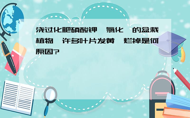 浇过化肥硝酸钾,氯化铵的盆栽植物,许多叶片发黄,烂掉是何原因?