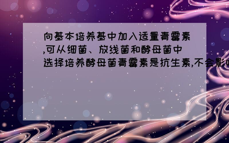 向基本培养基中加入适量青霉素,可从细菌、放线菌和酵母菌中选择培养酵母菌青霉素是抗生素,不会影响细菌的生长吗?这是如何选择的?