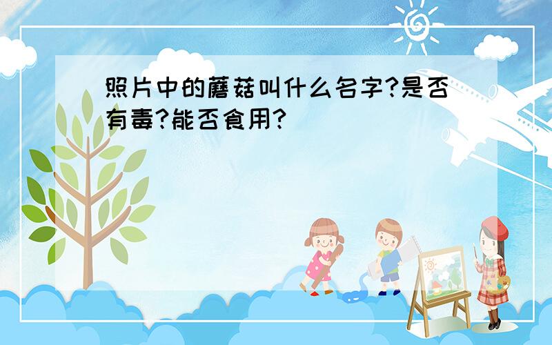 照片中的蘑菇叫什么名字?是否有毒?能否食用?