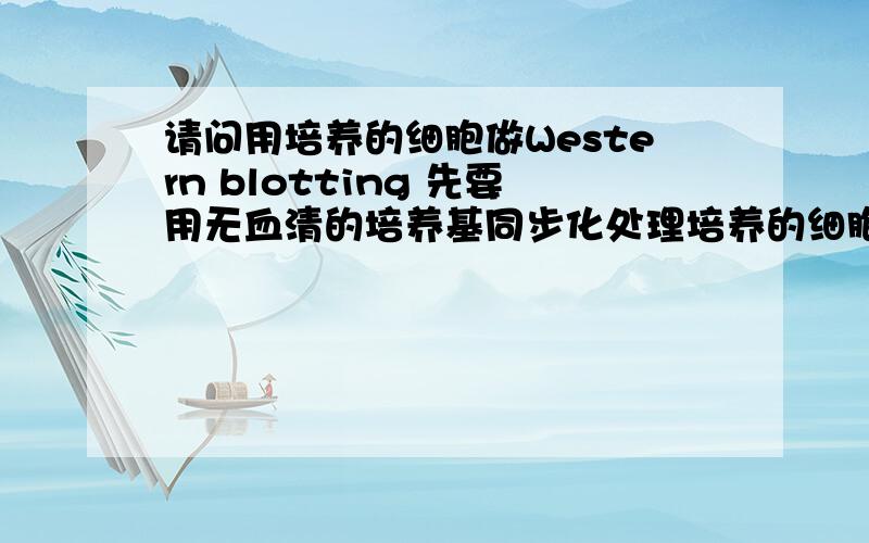 请问用培养的细胞做Western blotting 先要用无血清的培养基同步化处理培养的细胞吗 处理的目的是什么无血清的培养基为什么能同步化处理培养的细胞