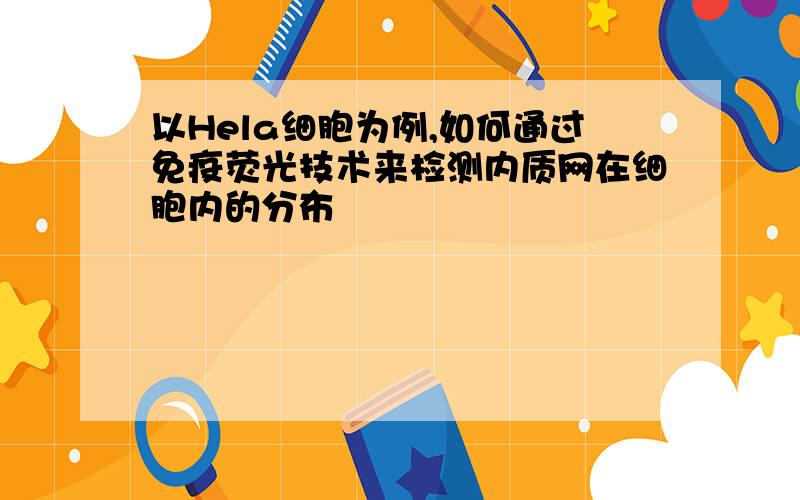 以Hela细胞为例,如何通过免疫荧光技术来检测内质网在细胞内的分布