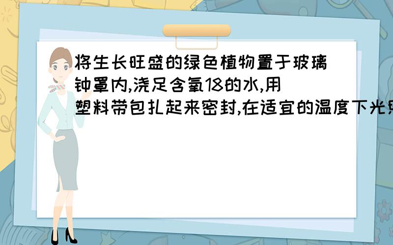 将生长旺盛的绿色植物置于玻璃钟罩内,浇足含氧18的水,用塑料带包扎起来密封,在适宜的温度下光照1小时,罩的壁上出现许多含氧18的水珠,罩内还有许多氧18的氧气.氧18的水和氧18的氧气分别