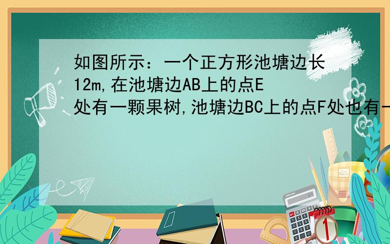 如图所示：一个正方形池塘边长12m,在池塘边AB上的点E处有一颗果树,池塘边BC上的点F处也有一棵果树,两棵果树的距离 EF=AE+FC且AE=4m①你能知道这两棵果树的距离吗?算算看!②试着求出∠EDF的度