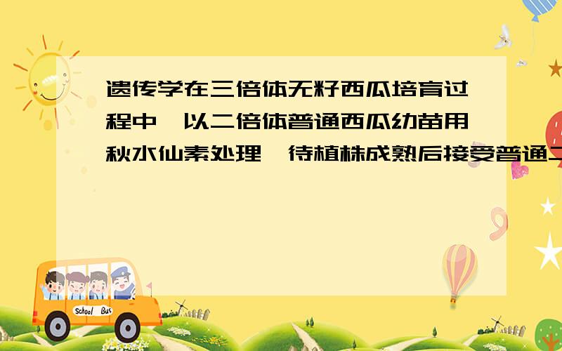 遗传学在三倍体无籽西瓜培育过程中,以二倍体普通西瓜幼苗用秋水仙素处理,待植株成熟后接受普通二倍体西瓜的正常花粉,所结果实的果皮、种皮、胚芽、胚乳细胞的染色体数依次是?植株的