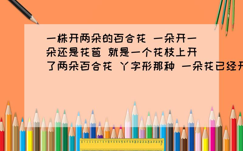 一株开两朵的百合花 一朵开一朵还是花苞 就是一个花枝上开了两朵百合花 丫字形那种 一朵花已经开了 一朵还是花苞 好像是有什么寓意吧...