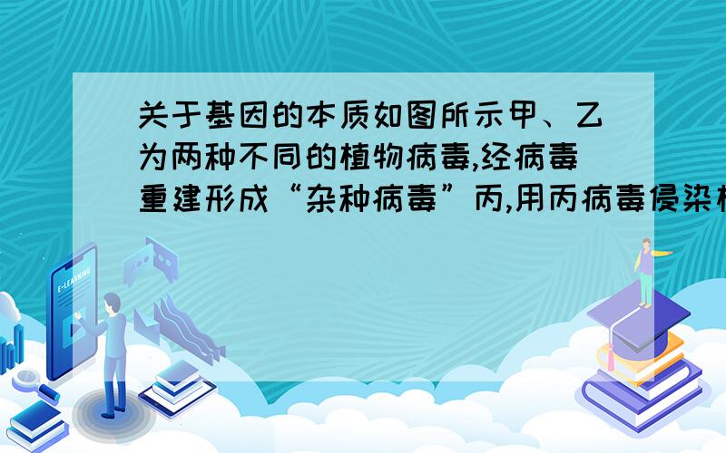 关于基因的本质如图所示甲、乙为两种不同的植物病毒,经病毒重建形成“杂种病毒”丙,用丙病毒侵染植物细胞,在植物细胞内产生的新一代病毒可表示为（ ）