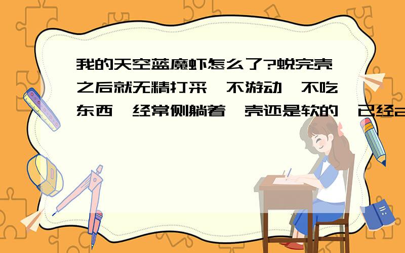 我的天空蓝魔虾怎么了?蜕完壳之后就无精打采,不游动,不吃东西,经常侧躺着,壳还是软的,已经2个星期了.怎么办?