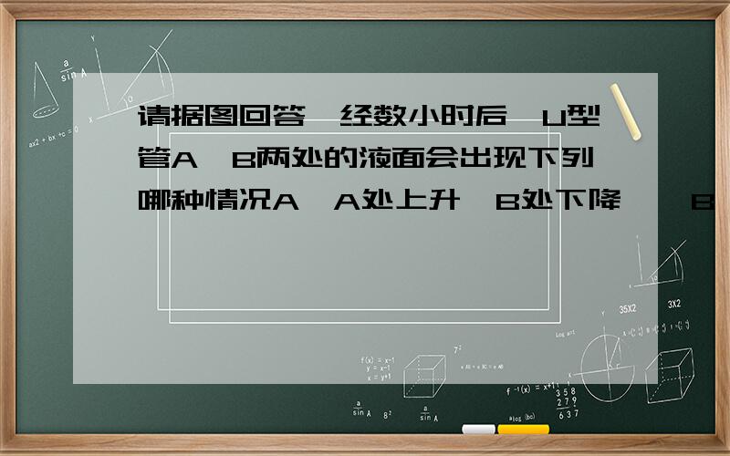 请据图回答,经数小时后,U型管A、B两处的液面会出现下列哪种情况A、A处上升,B处下降    B、A、B两处都下降,澄清石灰水变浑浊 C、A处下降,B处上升 D、A、B两处都不变 为什么不选择B,为什么A处