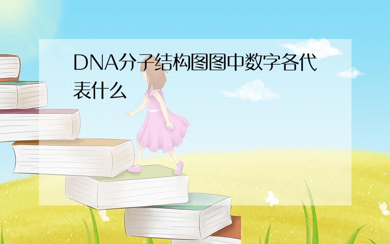 DNA分子结构图图中数字各代表什么