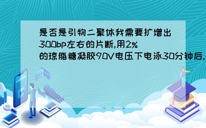 是否是引物二聚体我需要扩增出300bp左右的片断,用2%的琼脂糖凝胶90V电压下电泳30分钟后,根据marker出现了大约300bp的扩增片断,但在它前面隐约有一条较宽的条带,很淡但能看清是一条带.这是否