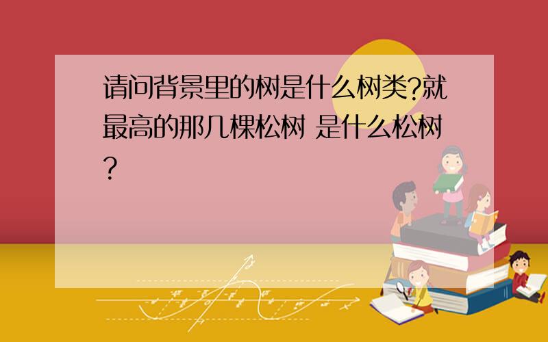 请问背景里的树是什么树类?就最高的那几棵松树 是什么松树?