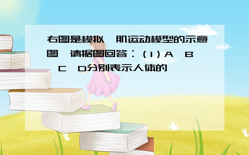 右图是模拟膈肌运动模型的示意图,请据图回答：（1）A、B、C、D分别表示人体的                、                   、                、              .（2）左侧状态表示                       气（3)右侧图示