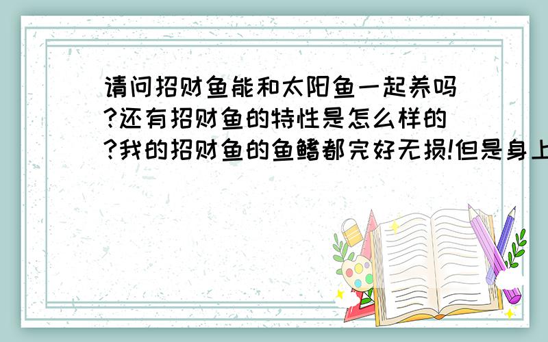 请问招财鱼能和太阳鱼一起养吗?还有招财鱼的特性是怎么样的?我的招财鱼的鱼鳍都完好无损!但是身上有几块红红的东西!就是没什么力气游的样子!