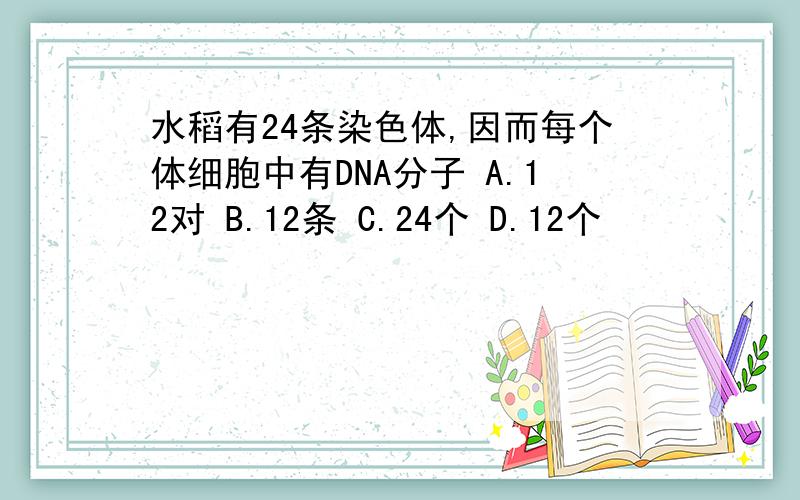 水稻有24条染色体,因而每个体细胞中有DNA分子 A.12对 B.12条 C.24个 D.12个