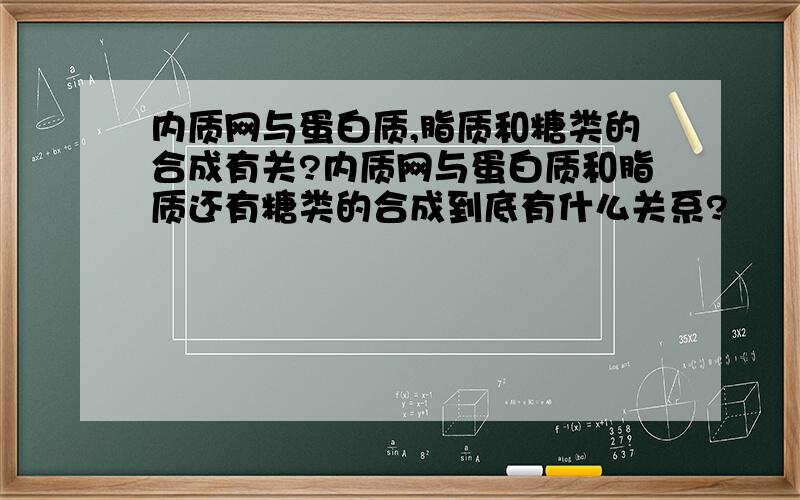 内质网与蛋白质,脂质和糖类的合成有关?内质网与蛋白质和脂质还有糖类的合成到底有什么关系?