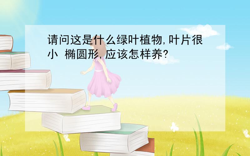 请问这是什么绿叶植物,叶片很小 椭圆形,应该怎样养?