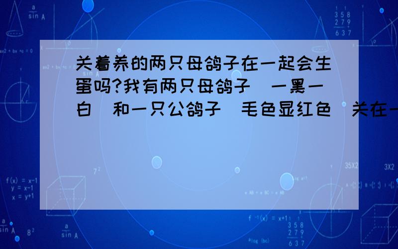 关着养的两只母鸽子在一起会生蛋吗?我有两只母鸽子（一黑一白）和一只公鸽子（毛色显红色）关在一个笼子里养,刚开始那只公的要和黑色的母的打架,没隔几天公的和那只白色母的好像是