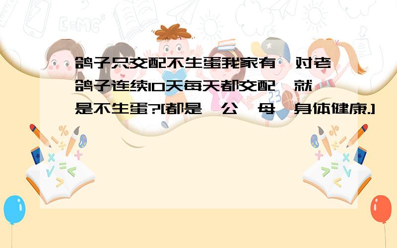 鸽子只交配不生蛋我家有一对老鸽子连续10天每天都交配,就是不生蛋?[都是一公一母,身体健康.]