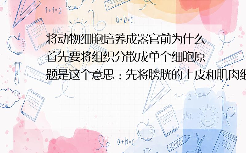 将动物细胞培养成器官前为什么首先要将组织分散成单个细胞原题是这个意思：先将膀胱的上皮和肌肉细胞剥离，在分别进行原代培养前要将组织分散成单个细胞，其原因是？