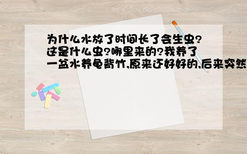 为什么水放了时间长了会生虫?这是什么虫?哪里来的?我养了一盆水养龟背竹,原来还好好的,后来突然发现好象新根冒的很慢,以为有问题,但看看叶面还没有枯黄的迹象,而且新叶片也在长,但长